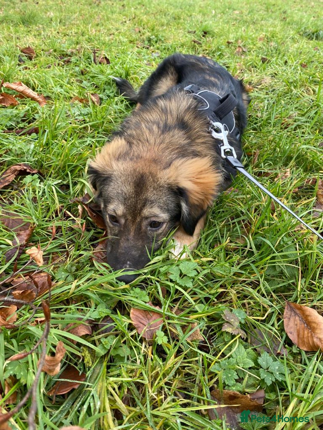 Mixed Breed dogs for adoption: Meet Little BEAR, a Lovely but naughty Boy... - Image 33