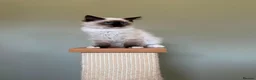 Ragdoll cats for sale: Beautiful Ragdoll Kittens - Advert 8