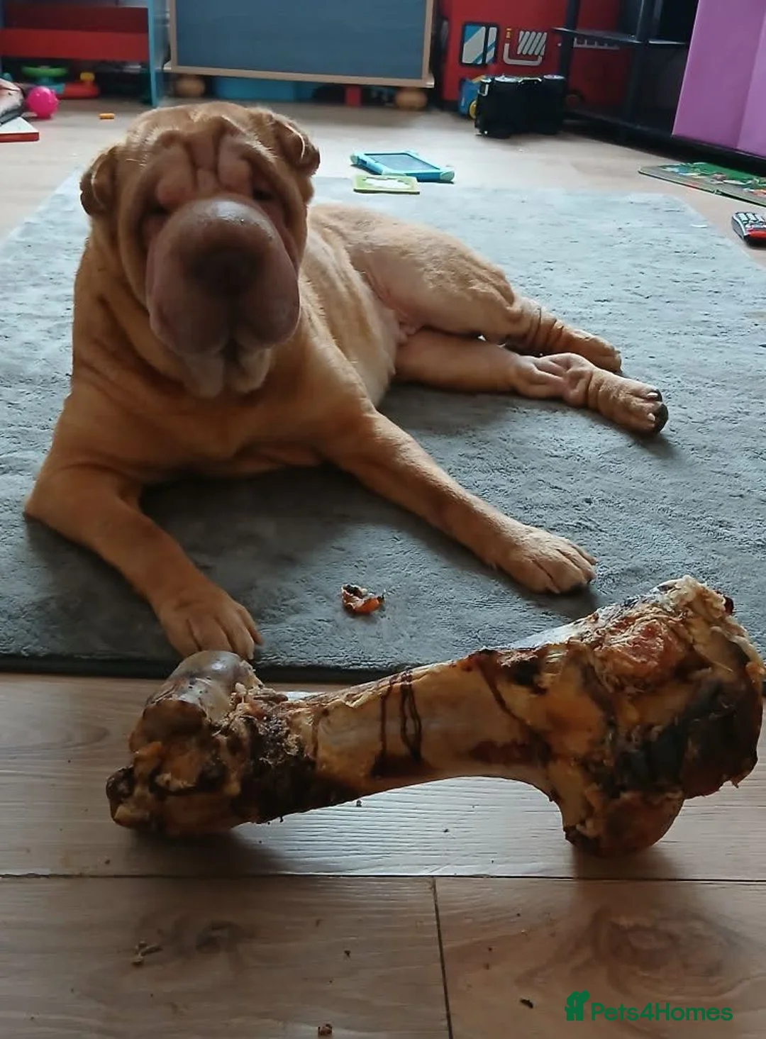 Shar Pei dogs for stud: Looking for a stud  - Advert 2