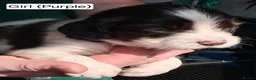 English Springer Spaniel dogs for sale: English Springer Spaniel Puppies - Advert 16