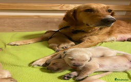 Golden Retriever dogs for sale: 🐾Sweet Golden Retriever Puppies-5 generation KC🐾 - Image 4