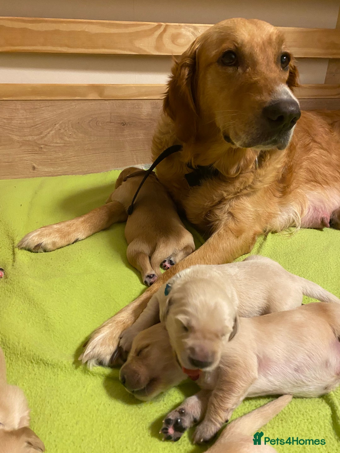 Golden Retriever dogs for sale: 🐾Sweet Golden Retriever Puppies-5 generation KC🐾 - Image 4