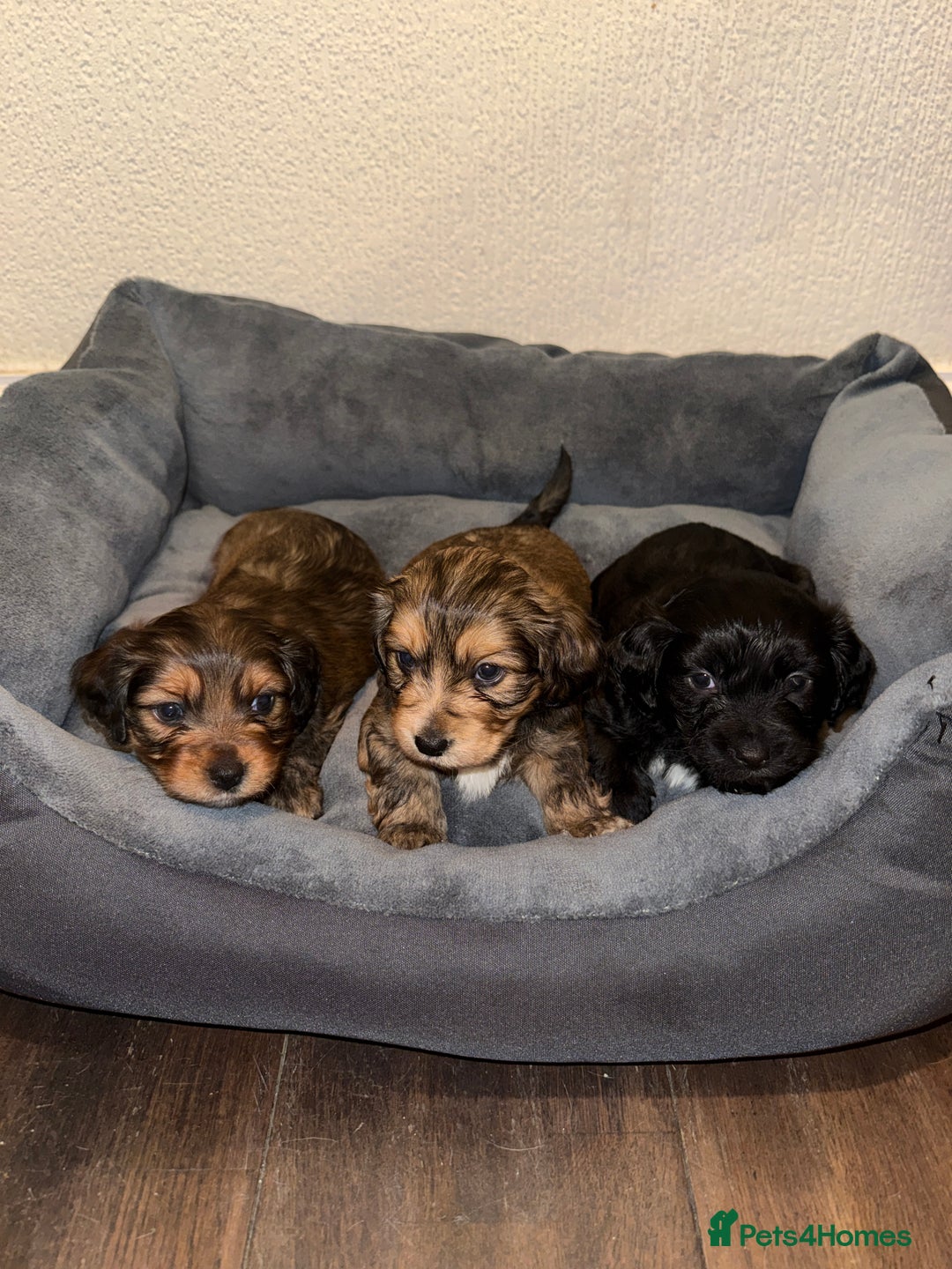 Mixed Breed dogs for sale: Corkiepoo puppies for sale 🐶 - Advert 1