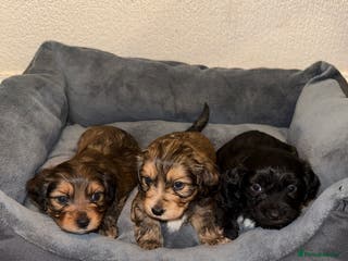 Mixed Breed dogs Corkiepoo puppies for sale 🐶 - Advert 1