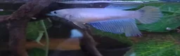 Other/Mixed Breed fish for sale: Tropical fish  - Advert 6