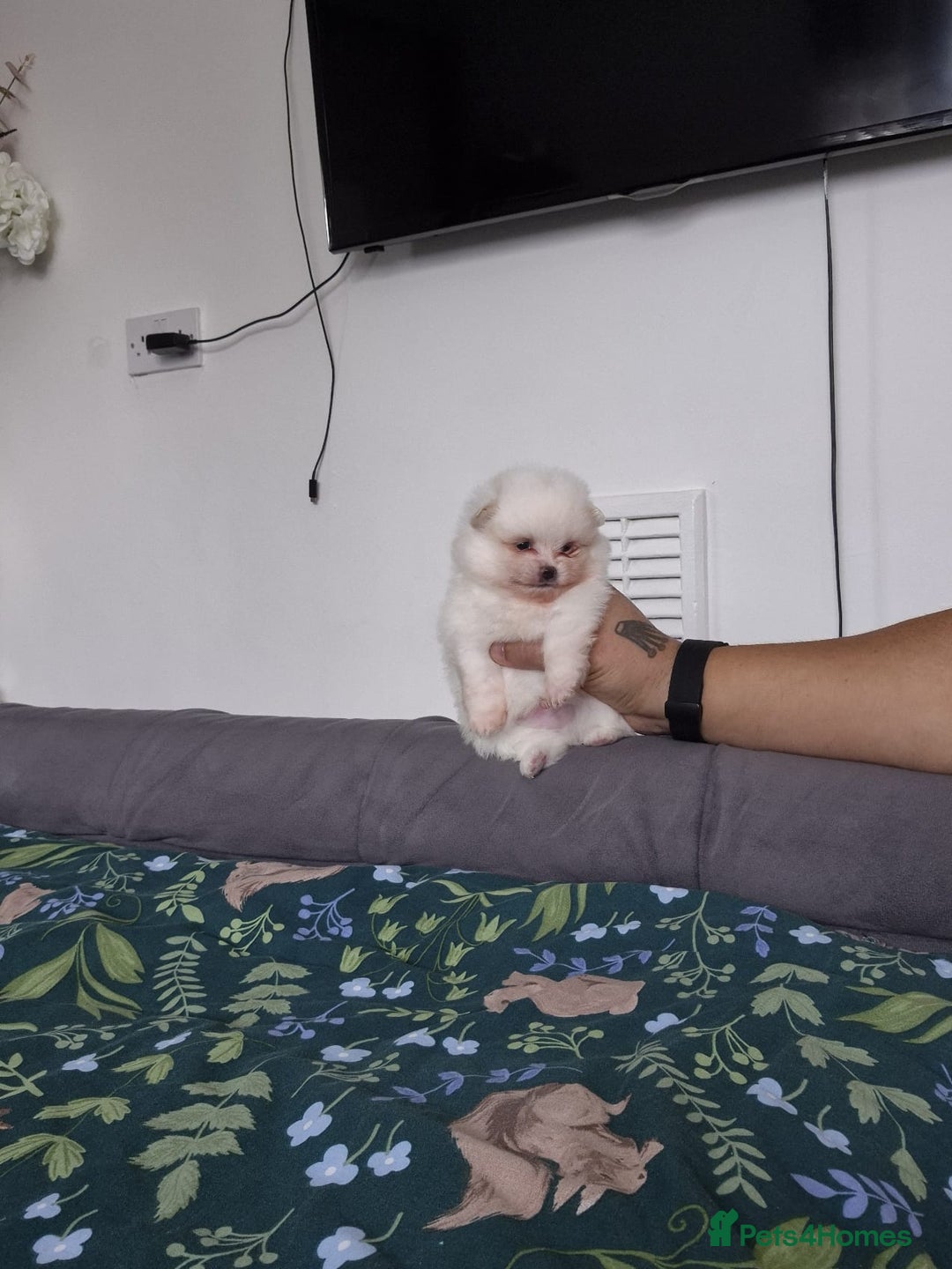 Pomeranian dogs for sale: pomeranian puppies ** size 🥰 - Image 6