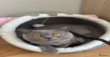 British Shorthair cats - Advert 5