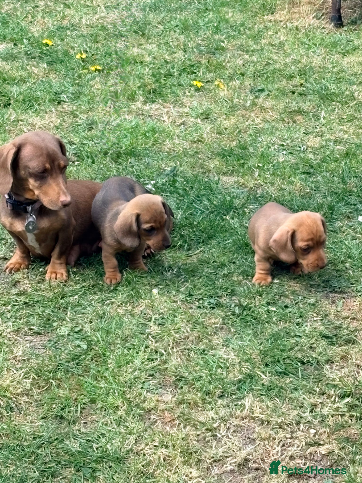 Miniature Dachshund dogs KC registered Miniature Smooth haired Dachshund  - Advert 1
