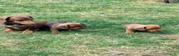 Miniature Dachshund dogs for sale: KC registered Miniature Smooth haired Dachshund  - Advert 1