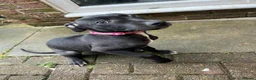 Mixed Breed dogs for sale: Puppy in Bishop Auckland - Advert 2