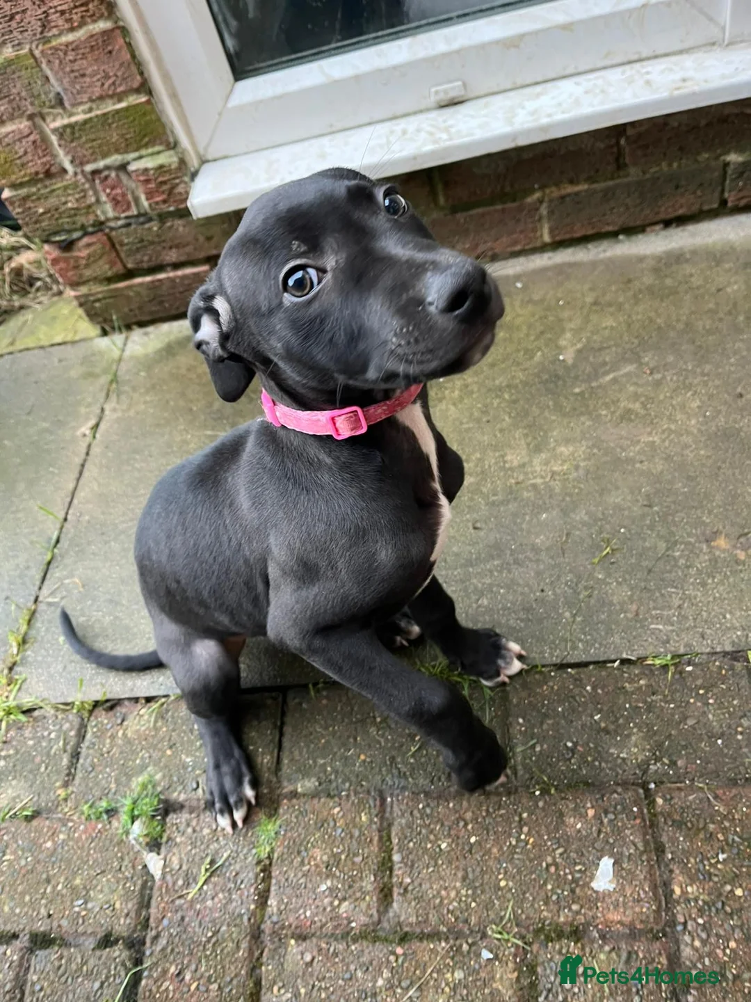 Mixed Breed dogs for sale: Puppy in Bishop Auckland - Advert 2