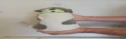 Whippet dogs for sale: Beautiful RKC Registered Puppies - Advert 21