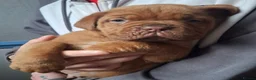 Dogue De Bordeaux dogs for sale: Pedigree Dogue De Bordeaux puppies - Advert 4