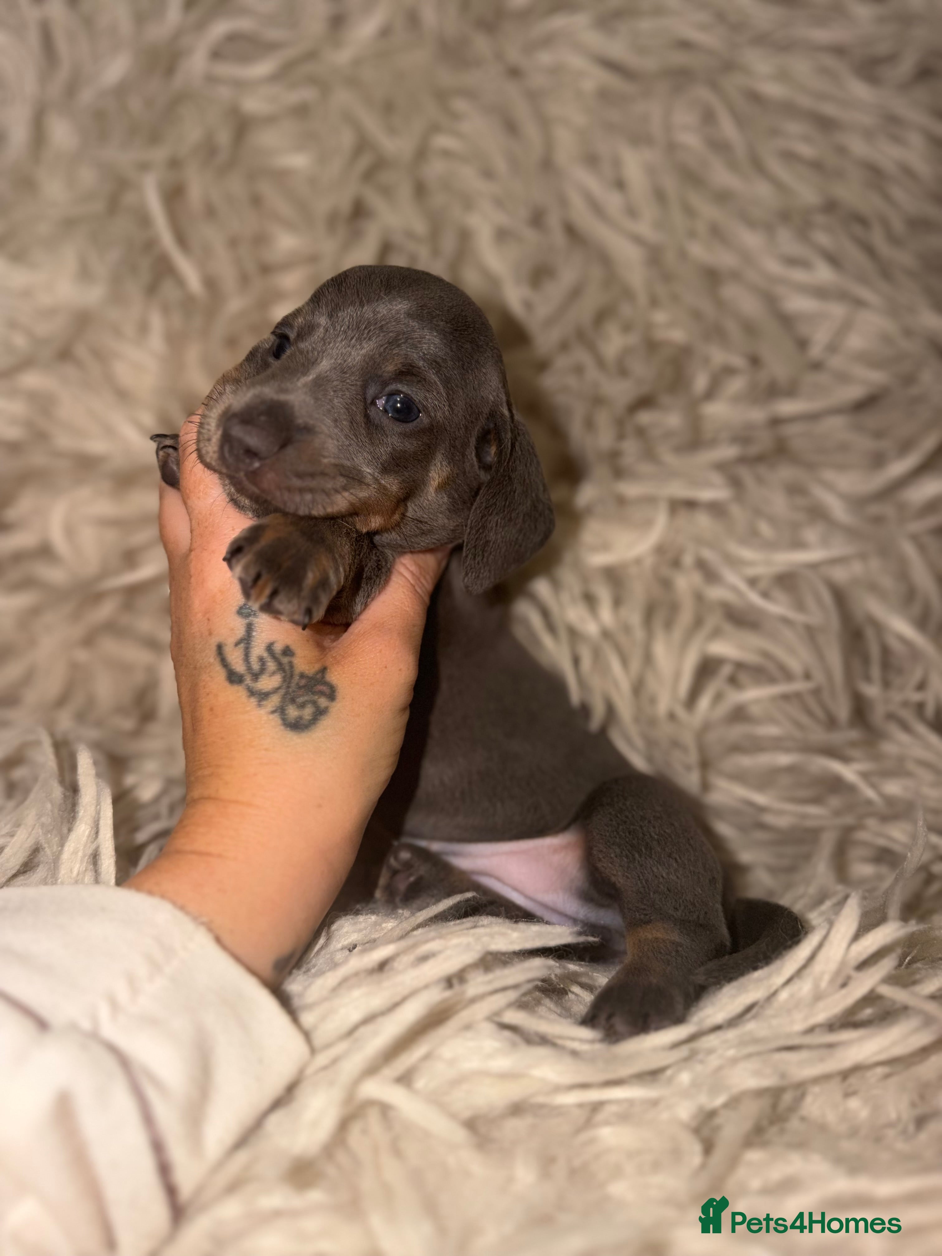 Miniature Dachshund dogs Beautiful KC Registered Miniature Dachshund Pups  - Advert 2