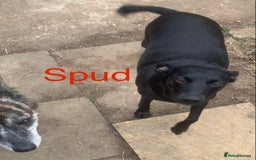 Mixed Breed dogs for sale: Urgently looking for homes  - Image 5