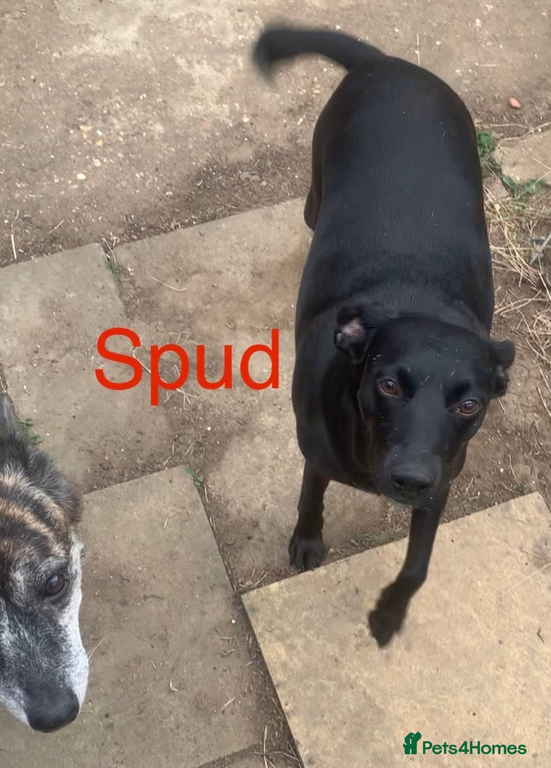Mixed Breed dogs for sale: Urgently looking for homes  - Image 5