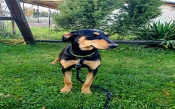 Mixed Breed dogs for adoption: 💖🐶 GERDA 🐶💖 - Image 5