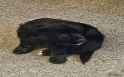 Mixed Breed dogs for sale: Cockapomapoo pup for sale - Advert 3