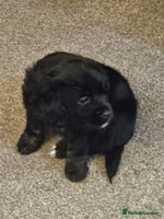 Mixed Breed dogs Cockapomapoo pup for sale - Advert 1