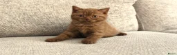 British Shorthair cats for sale: Chocolate & Cinnamon ⭐ British Shorthair Kittens  - Advert 10