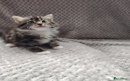 Norwegian Forest Cat cats for sale: Norwegian Forest kittens  - Image 14