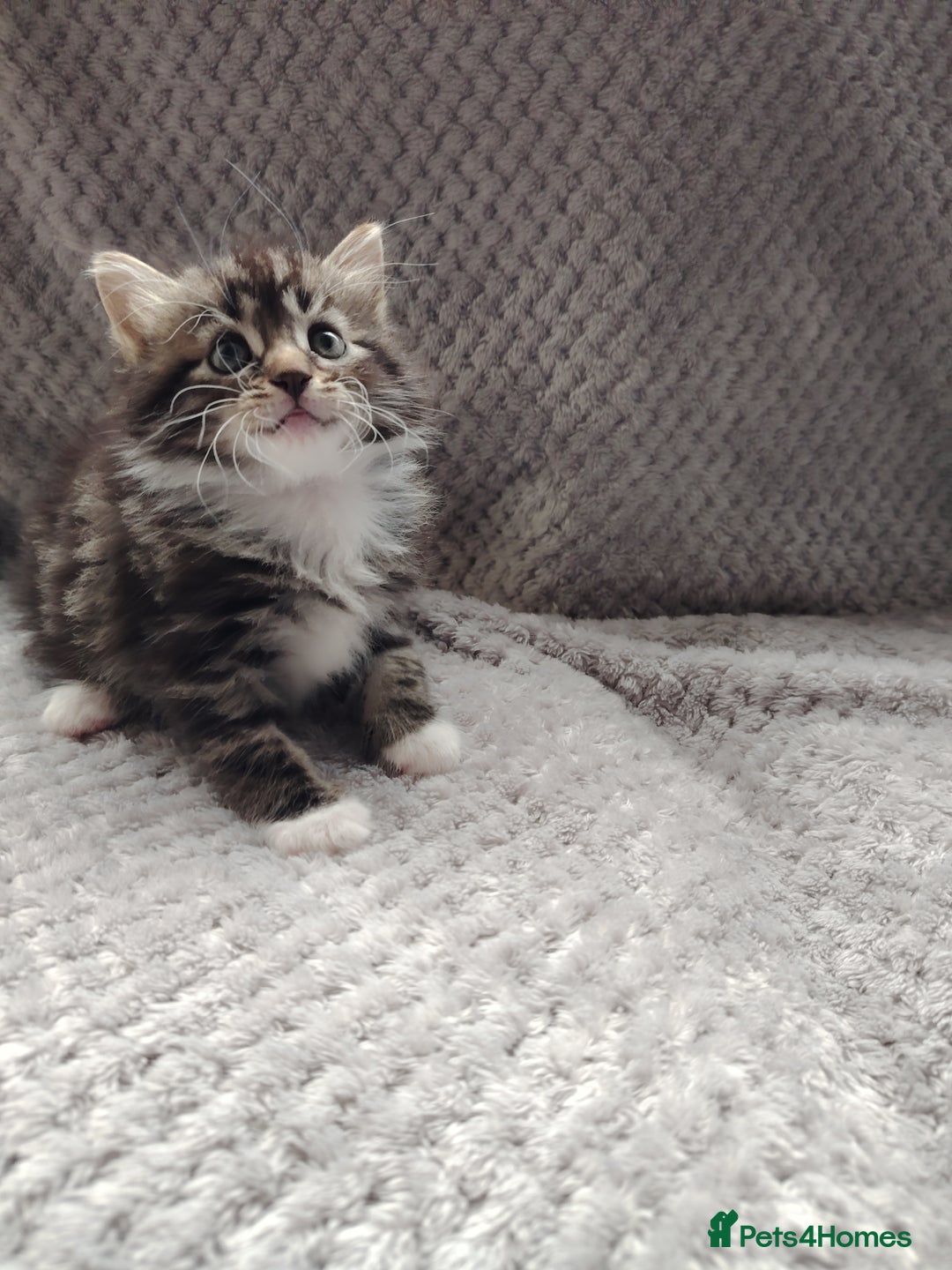 Norwegian Forest Cat cats for sale: Norwegian Forest kittens  - Image 14