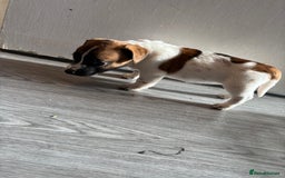 Jack Russell dogs for sale: 3 stunning Jack Russell’s  - Image 3