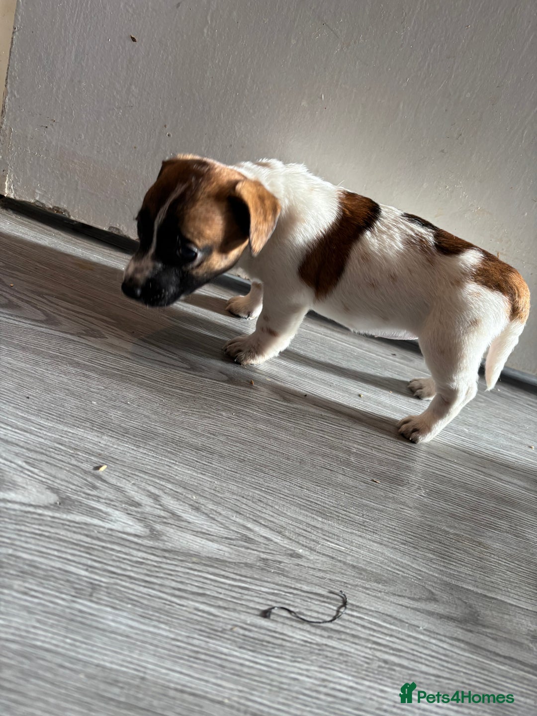 Jack Russell dogs for sale: 3 stunning Jack Russell’s  - Image 3