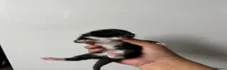 Mixed Breed cats for sale: Adorable Kittens Reserve Now – Ready in 4 Weeks! - Advert 7