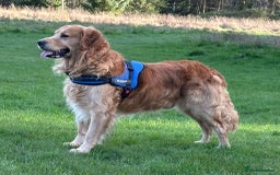 Mixed Breed dogs for sale: Golden retriever cross welsh collie  - Image 17
