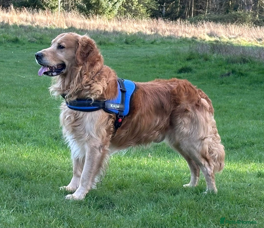 Mixed Breed dogs for sale: Golden retriever cross welsh collie  - Image 17