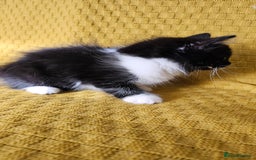Mixed Breed cats for sale: 2 outstanding beauty girls  - Image 4