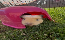 Guinea Pig rodents for sale: 3 sow Guinea pigs  - Image 7