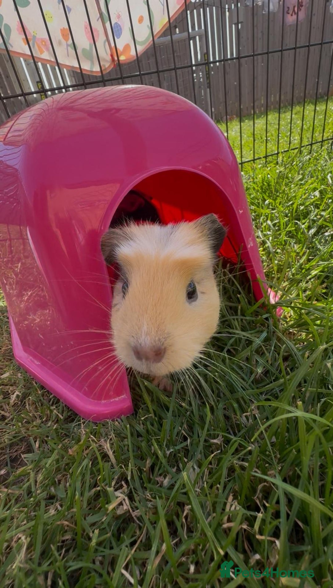 Guinea Pig rodents for sale: 3 sow Guinea pigs  - Image 7