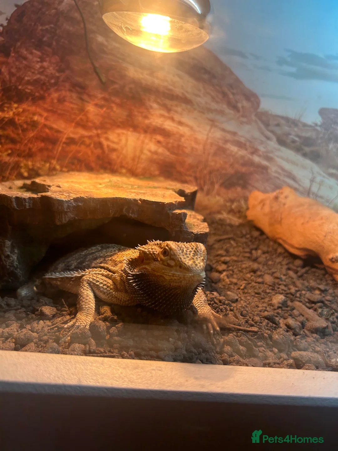 Mixed Breed reptiles for sale: Looking to rescue any reptiles - Advert 1