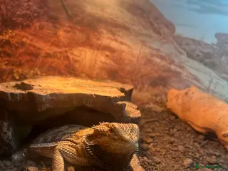 Mixed Breed reptiles Looking to rescue any reptiles - Advert 2