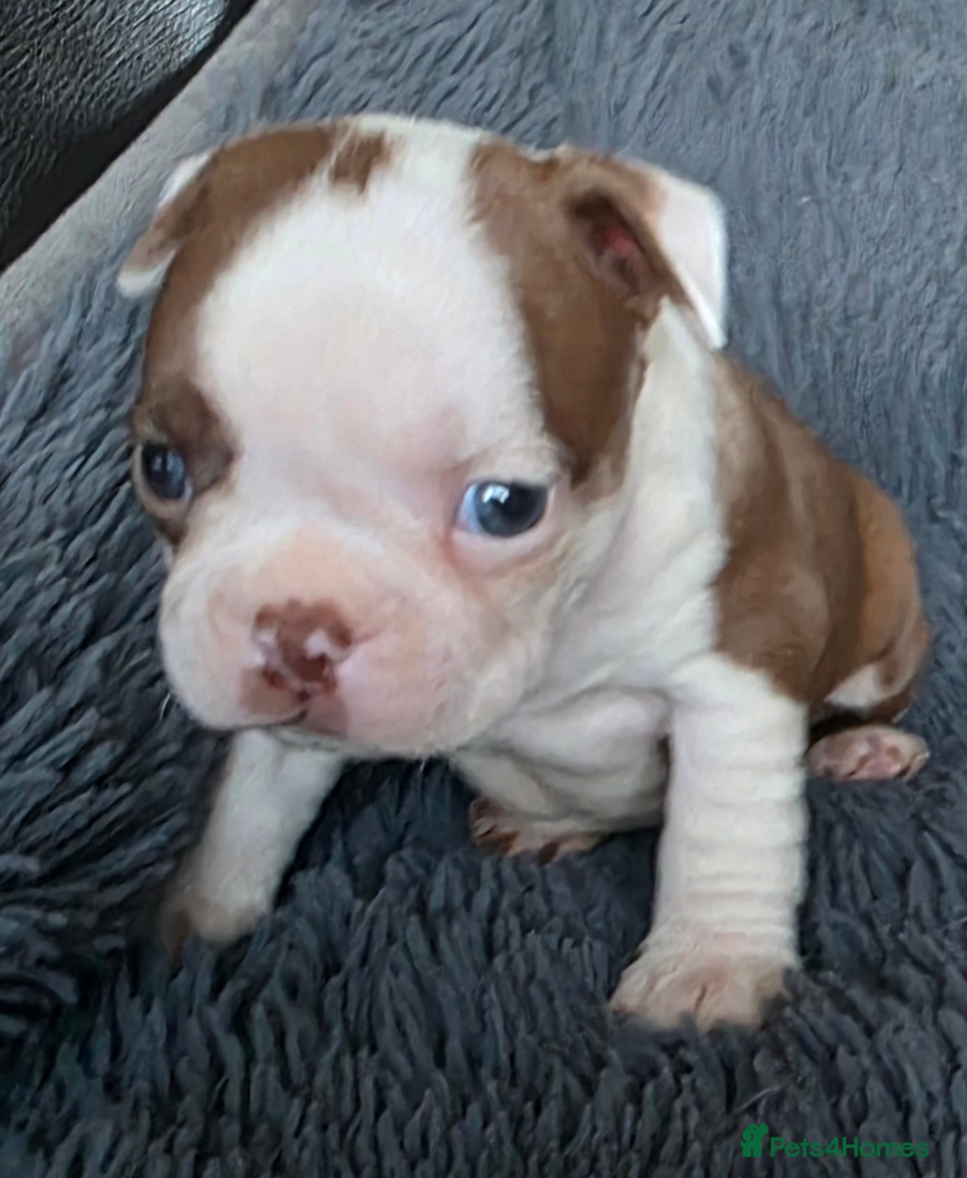 Boston Terrier dogs Stunning KC Reg Boston Terrier4 girls available  - Advert 2