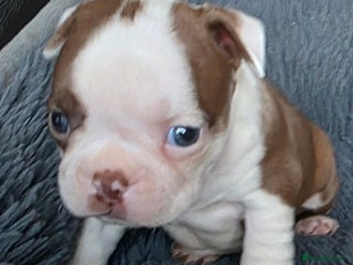 Boston Terrier dogs Stunning KC Reg Boston Terrier4 girls available - Advert 2