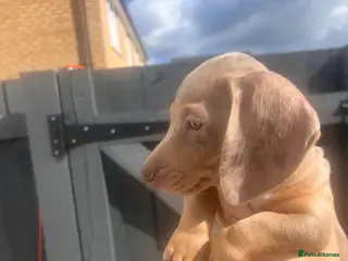 Miniature Dachshund dogs LAST BOY LEFT READY NOW Isabella dapple - Advert 11