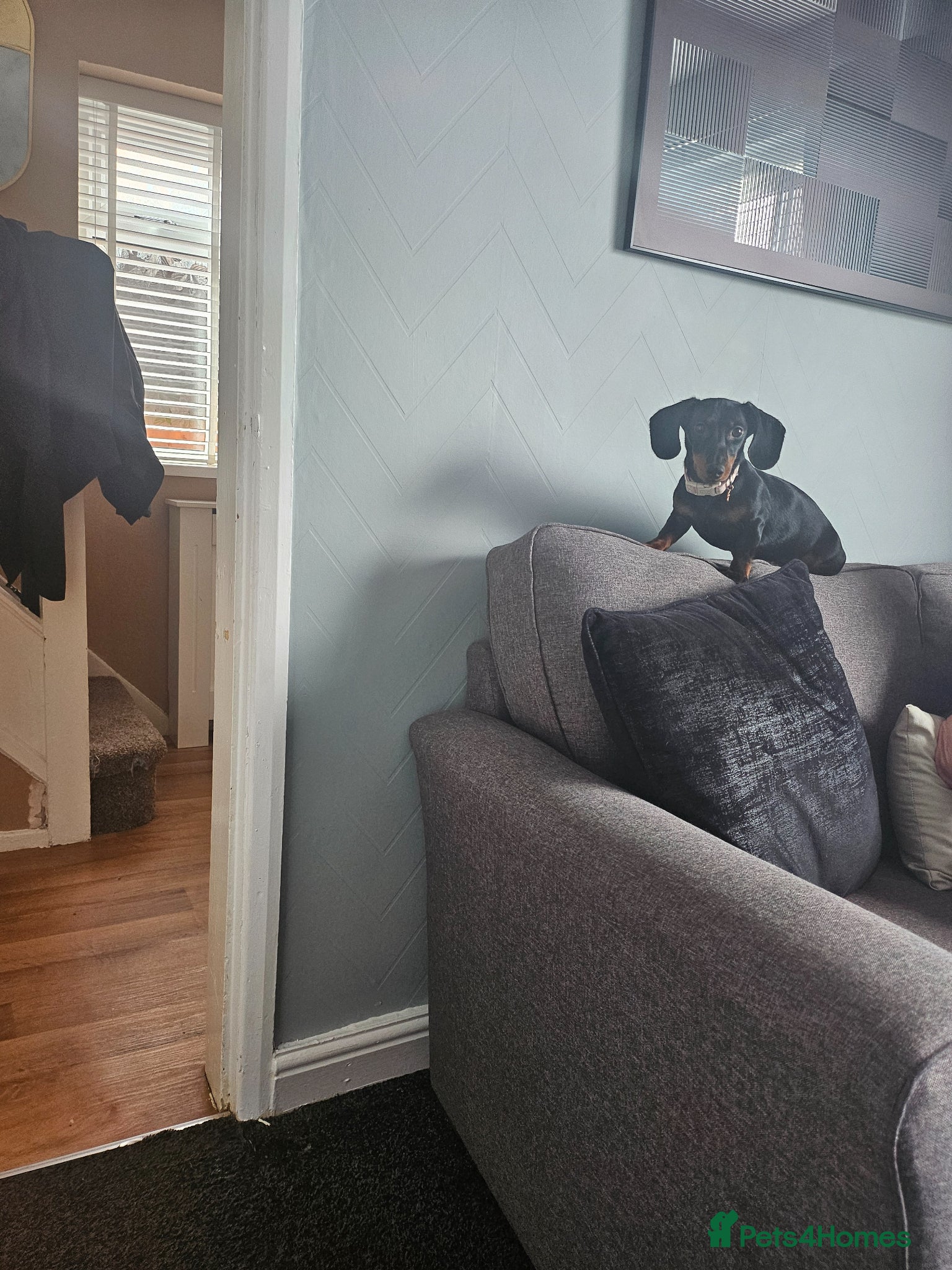 Dachshund dogs 7 month little girl - Advert 8