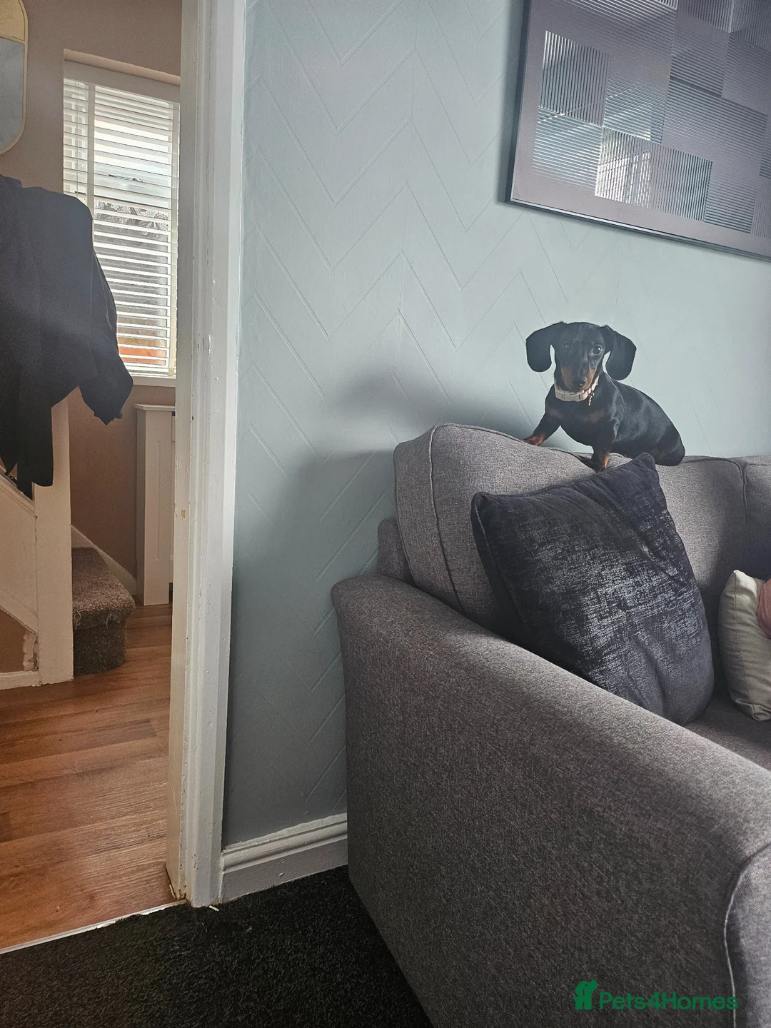 Dachshund dogs for sale: 7 month little girl in Stoke-on-Trent - Advert 1