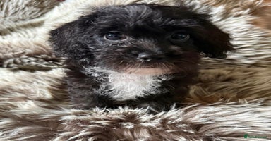 Maltipoo dogs - Advert 16