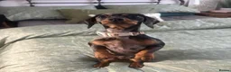 Miniature Dachshund dogs for sale: Beautiful Dapple Litter Expected 20th June 2026 - Advert 2