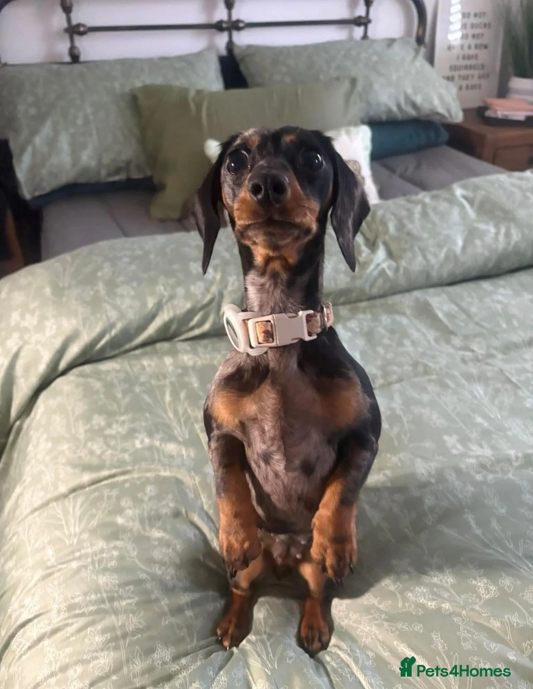 Miniature Dachshund dogs for sale: Beautiful Dapple Litter Expected 20th June 2026 - Advert 2