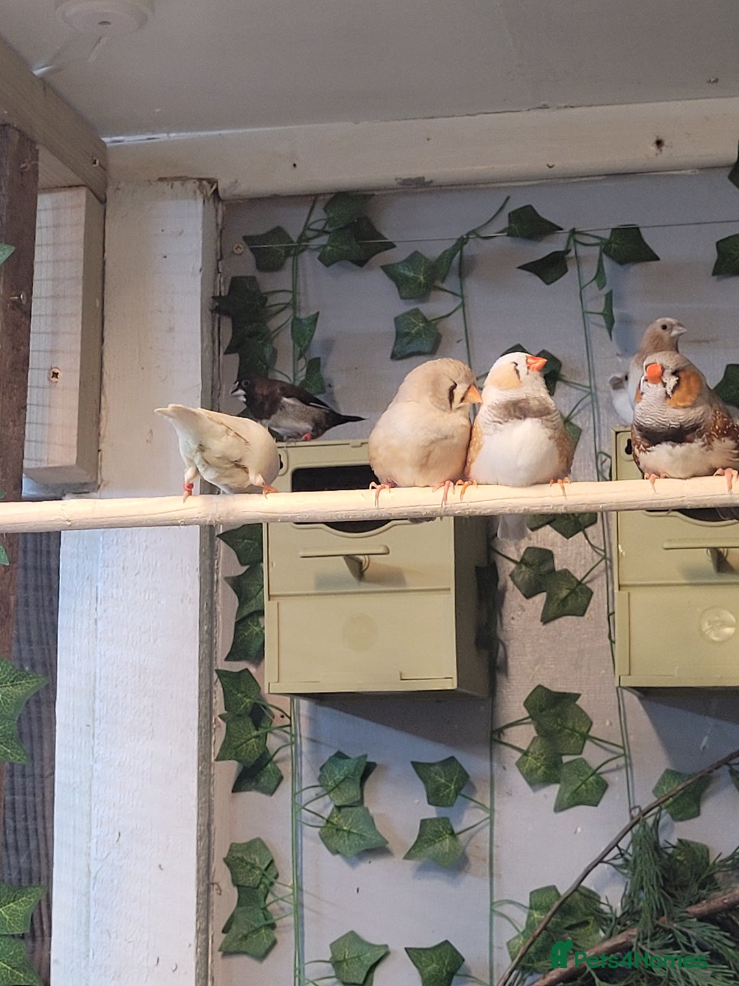 Finches birds for sale: exhibition  zebra finch - Image 3