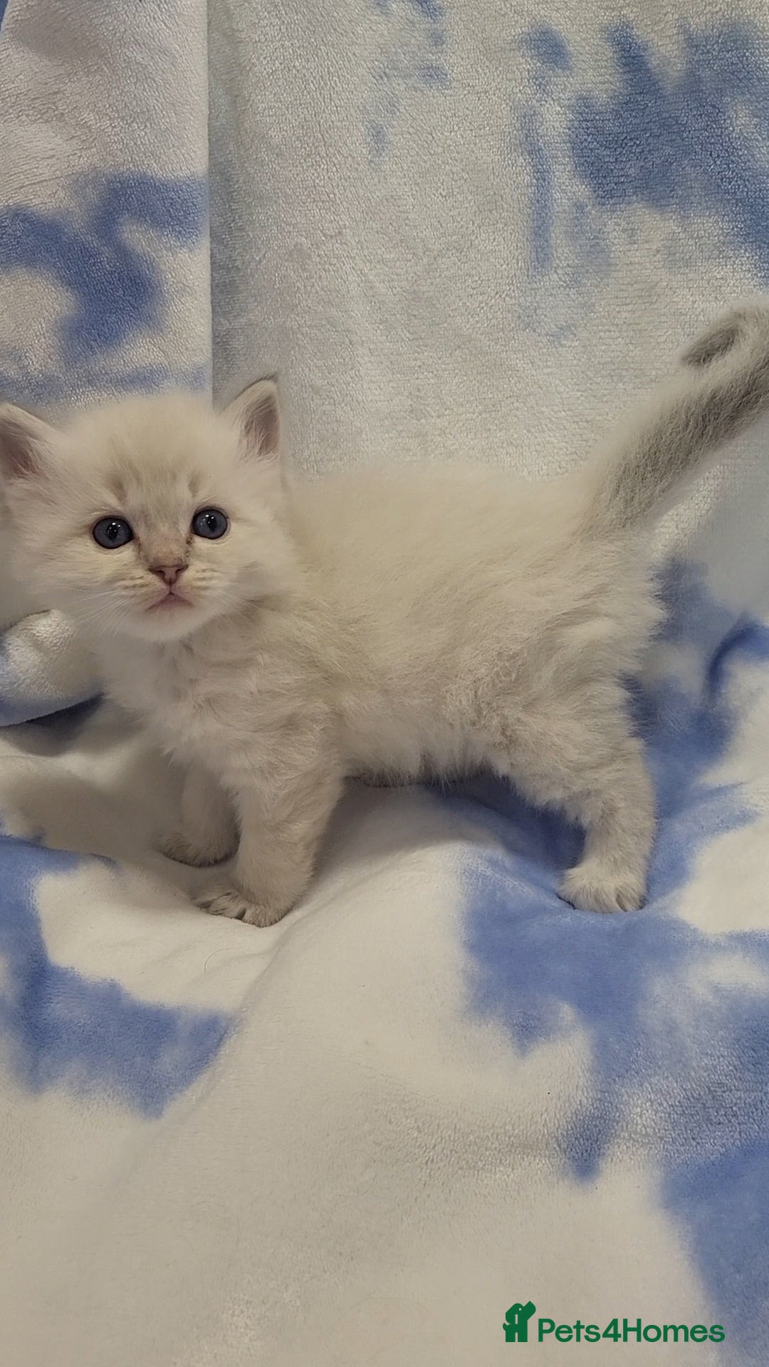 Ragdoll cats for sale: GCCF registered Males - Advert 1