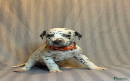Dalmatian dogs for sale: Ready to Home Dalmatian Puppies  - Image 39