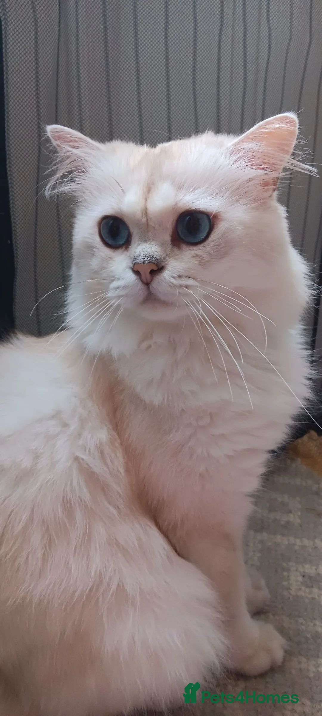 British Longhair cats for sale: Beautiful British Longhair Boy - Advert 2