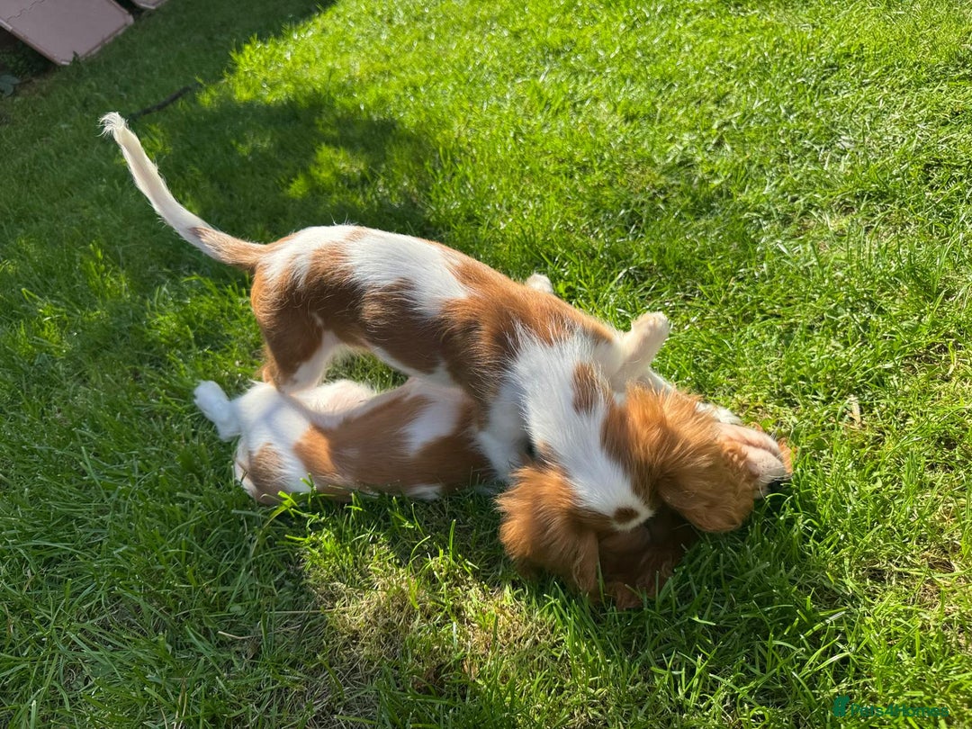 Cavalier King Charles Spaniel dogs for sale: CAVALIER KING CHARLES PUPPY – KC REG & DNA TESTED - Image 9