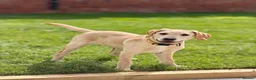Labrador Retriever dogs for sale: 4 month old Labrador female - Advert 2